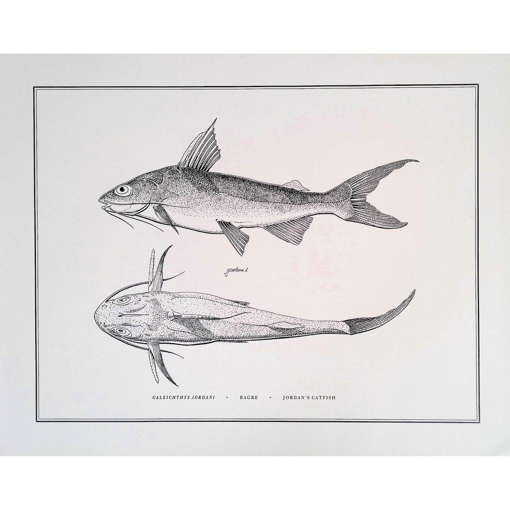 1985 Jordans Catfish Original Fish Book Plate Nautical Ocean Wall Art Print